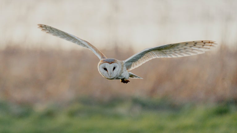 A barn owl in flight, with its wings outstretched. The background is blurry